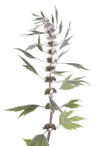 Motherwort (Leonurus) は、白い背景で隔離。薬用植物 — ストック写真