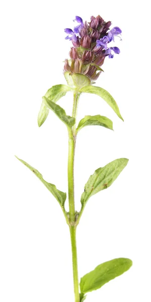 Cura común o hierba parda (Prunella vulgaris) aislada sobre fondo blanco. Planta medicinal — Foto de Stock