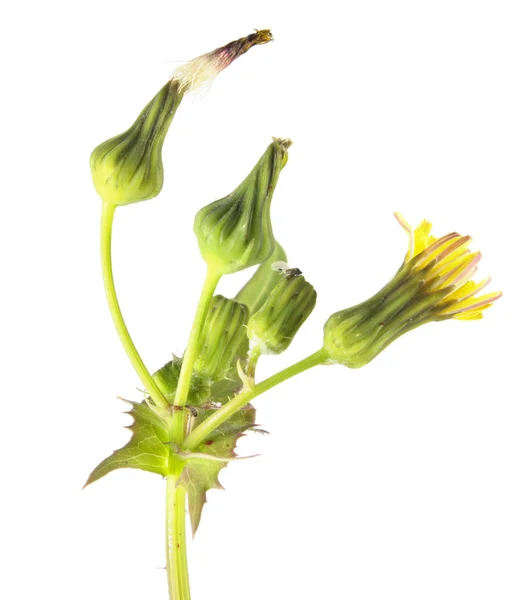 Semistola comune (Sonchus oleraceus) isolata su fondo bianco. Piante medicinali e commestibili — Foto Stock