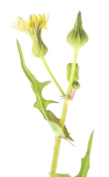 Gemensamma sowthistle (maskros oleraceus) isolerade på vit bakgrund. Läkemedel och ätliga växter — Stockfoto
