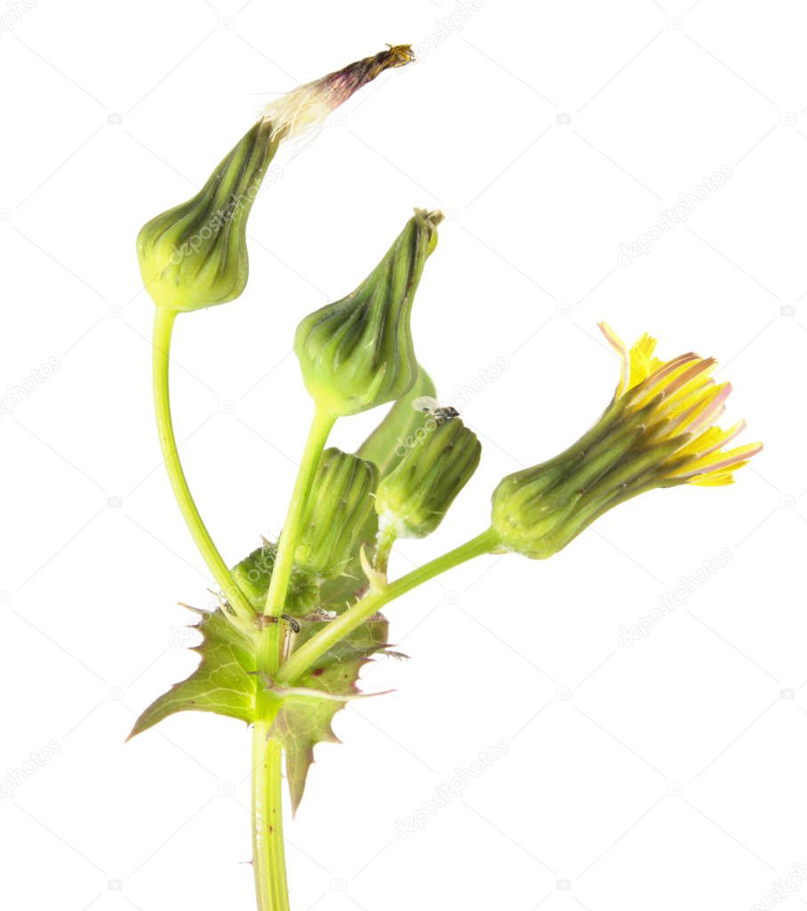 Common sowthistle (Sonchus oleraceus) isolated on white background. Medicinal and edible plant