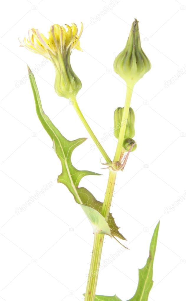 Common sowthistle (Sonchus oleraceus) isolated on white background. Medicinal and edible plant