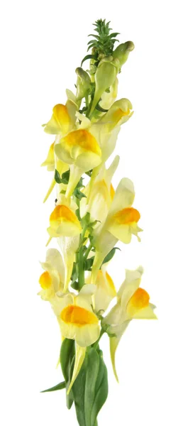 Flor de lino amarillo (Linaria vulgaris) aislada sobre fondo blanco — Foto de Stock
