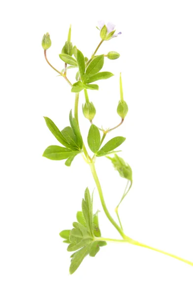 Pequeno gerânio (pusillum de gerânio) isolado sobre fundo branco. Planta medicinal — Fotografia de Stock