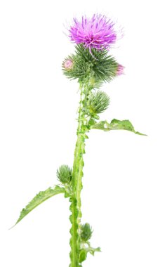 Welted thistle (otu crispus) beyaz arka plan üzerinde izole. Tıbbi bitki