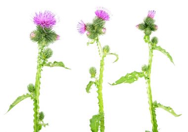 Welted thistle (otu crispus) beyaz arka plan üzerinde izole. Tıbbi bitki