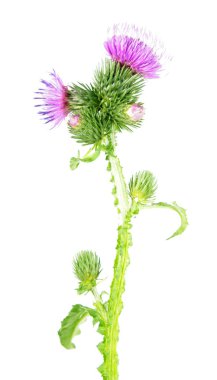 Welted thistle (otu crispus) beyaz arka plan üzerinde izole. Tıbbi bitki