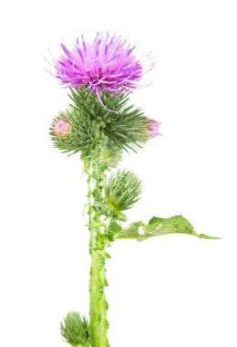 Welted thistle (otu crispus) beyaz arka plan üzerinde izole. Tıbbi bitki