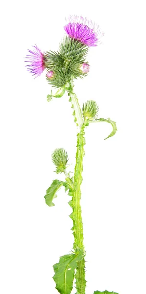 Geschweißte Distel (carduus crispus) isoliert auf weißem Hintergrund. Heilpflanze — Stockfoto