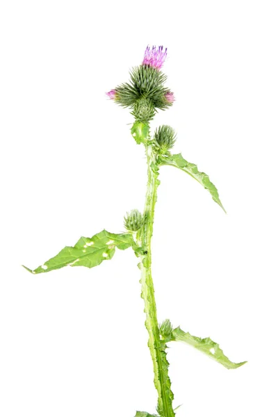 Geschweißte Distel (carduus crispus) isoliert auf weißem Hintergrund. Heilpflanze — Stockfoto