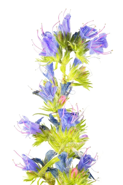 Erva-azul ou bugloss de víbora (Echium vulgare) isolado em fundo branco. Planta medicinal — Fotografia de Stock