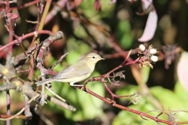 Ortak çıvgın (Phylloscopus collybita) bush dalda oturuyor. Küçük bir kuş