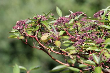 Ortak çıvgın (Phylloscopus collybita) bush dalda oturuyor. Küçük bir kuş