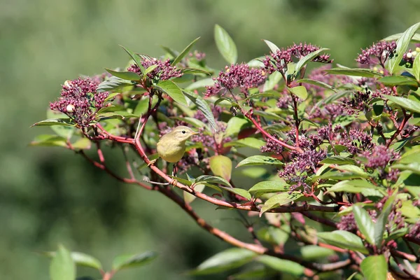 Ortak çıvgın (Phylloscopus collybita) bush dalda oturuyor. Küçük bir kuş