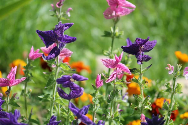 Salvia Horminum azul y rosa sobre macizo de flores verde — Foto de Stock