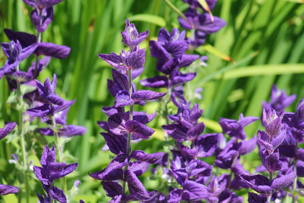 Blauwe Salvia Horminum op groene flowerbed — Stockfoto