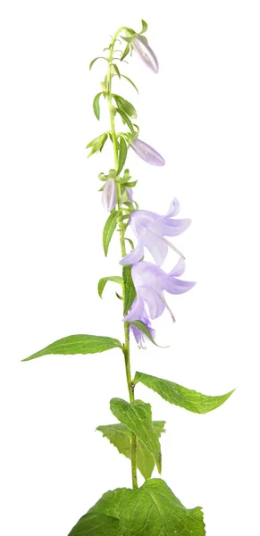 Giant bellflower (Campanula latifolia) isolated on white background — Stock Photo, Image