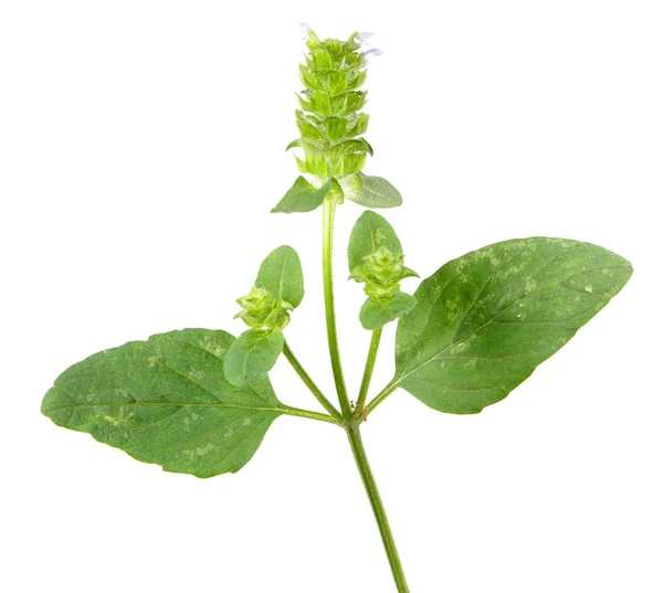 Frequentes auto-cura ou brownwort (Prunella vulgaris) isolado em fundo branco. Planta medicinal — Fotografia de Stock
