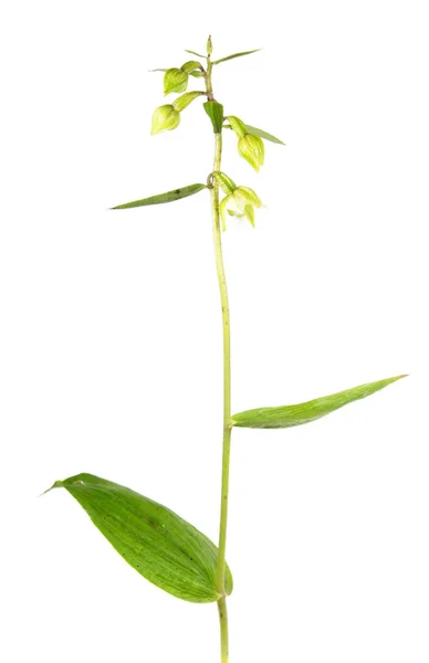 Flor de helleborina de folhas largas (Epipactis helleborine) isolada sobre fundo branco. Orquídea selvagem — Fotografia de Stock