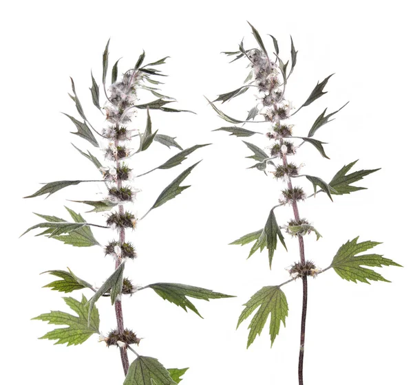 Motherwort (Leonurus) 흰색 배경에 고립입니다. 약용 식물 — 스톡 사진