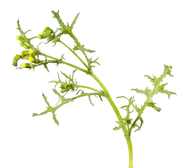 Groundsel (Senecio vulgaris) που απομονώνονται σε λευκό φόντο. Δηλητηριώδες και φαρμακευτικό φυτό — Φωτογραφία Αρχείου