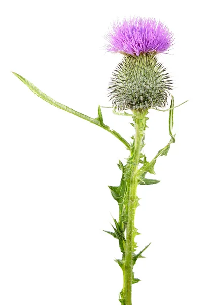 Чертополох обыкновенный (Cirsium vulgare) выделен на белом фоне. Лекарственное растение — стоковое фото