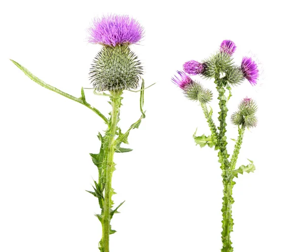 Common thistle (Cirsium vulgare) and Welted thistle (Carduus crispus) isolated on white background. Medicinal plants — Stock Photo, Image
