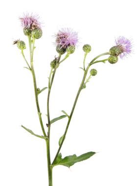 Beyaz arka plan üzerinde izole sürünen thistle (Cirsium arvense) çiçekler. Tıbbi ve invaziv tesisi