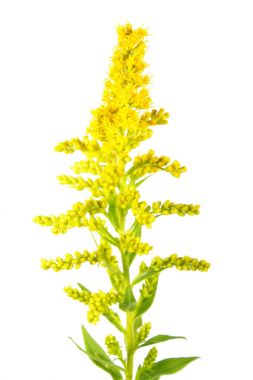 Beyaz arka plan üzerinde izole Kanada Altın Başak çiçek (Solidago canadensis)