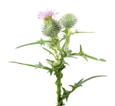 Ortak thistle (Cirsium vulgare) beyaz arka plan üzerinde izole. Tıbbi bitki