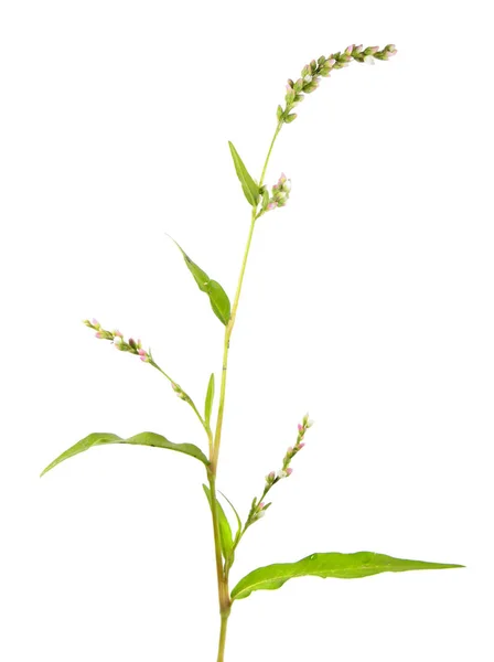 水-胡椒 （Persicaria 辣蓼） 孤立在白色背景上。药用植物 — 图库照片