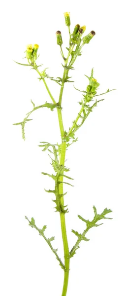 Groundsel (Senecio vulgaris) aislado sobre fondo blanco. Planta venenosa y medicinal —  Fotos de Stock