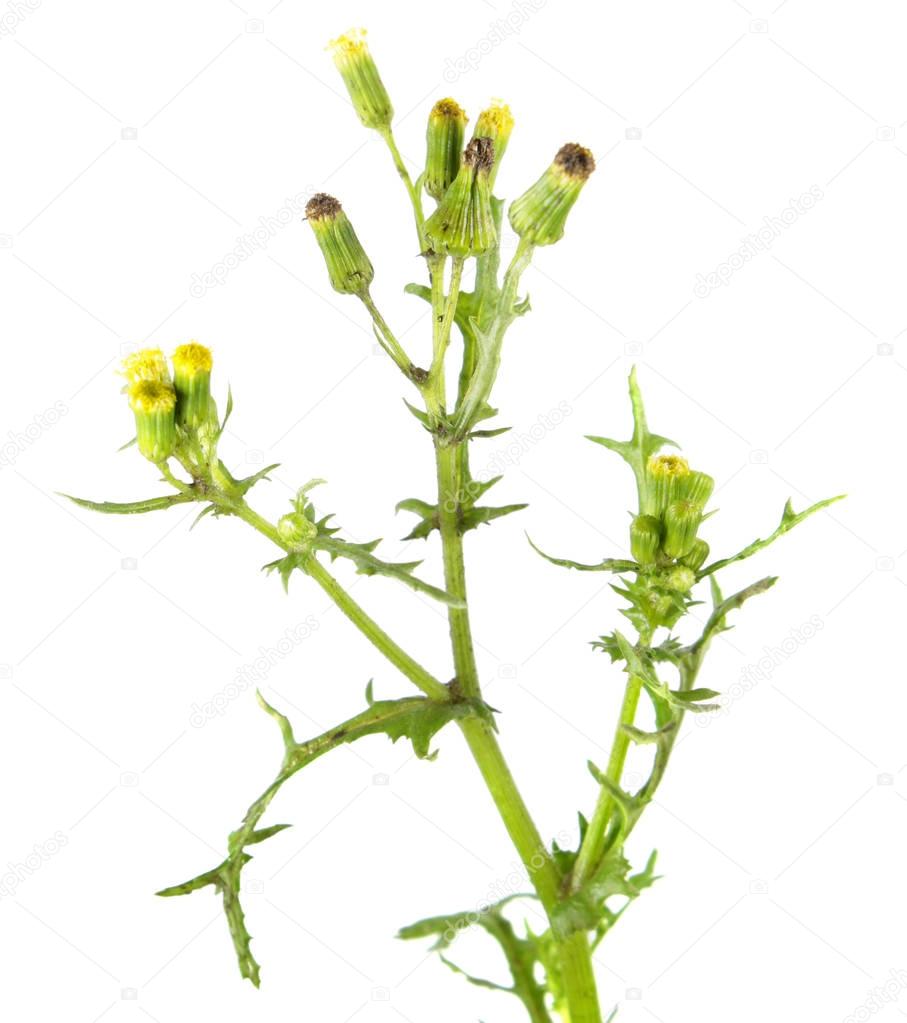 Groundsel (Senecio vulgaris) isolated on white background. Poisonous and medicinal plant