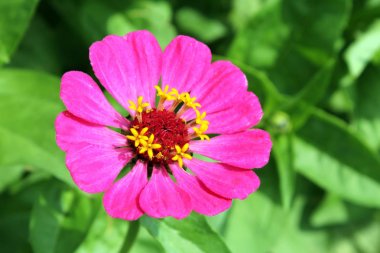 Yeşil zemin üzerine pembe zarif zinnia çiçeği