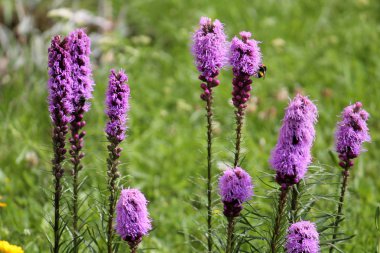 Yeşil zemin üzerine yoğun yanan yıldız çiçek (Liatris spicata)