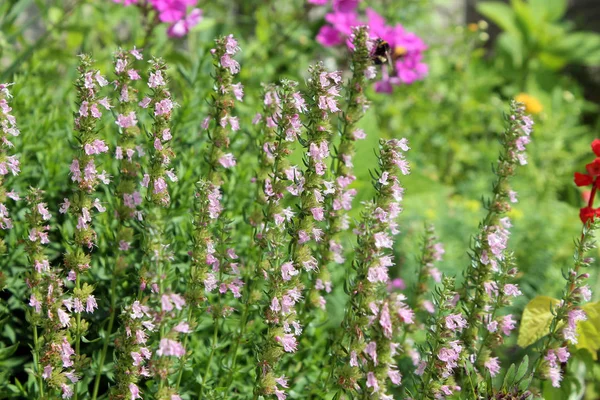 Roze Hysop (Hyssopus officinalis) - medicinale en tuin plant — Stockfoto