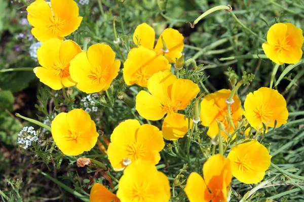 California Papavero (Eschscholzia californica) fiori gialli — Foto Stock