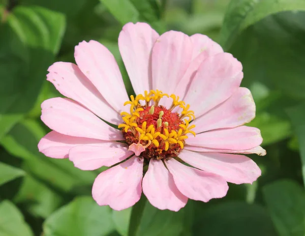 Ροζ Ζίννια κομψό λουλούδι σε πράσινο φόντο — Φωτογραφία Αρχείου