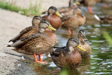 Yaz aylarında göl kıyısında genç yaban ördekleri grup