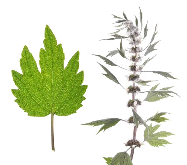 Hierba madre (Leonurus) planta y hoja verde aisladas sobre fondo blanco. Planta medicinal — Foto de Stock