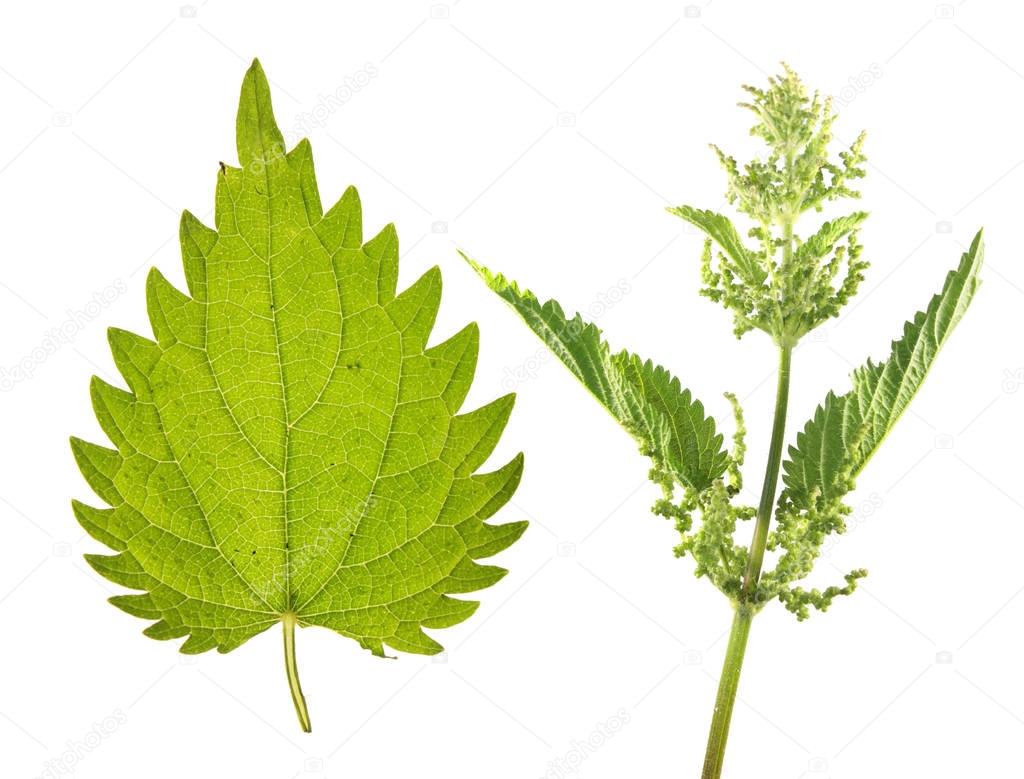 Stinging nettle (Urtica dioica) with flowers and green leaf isolated on white background. Medicinal plant