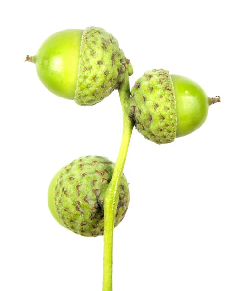 Bellotas verdes aisladas sobre fondo blanco — Foto de Stock