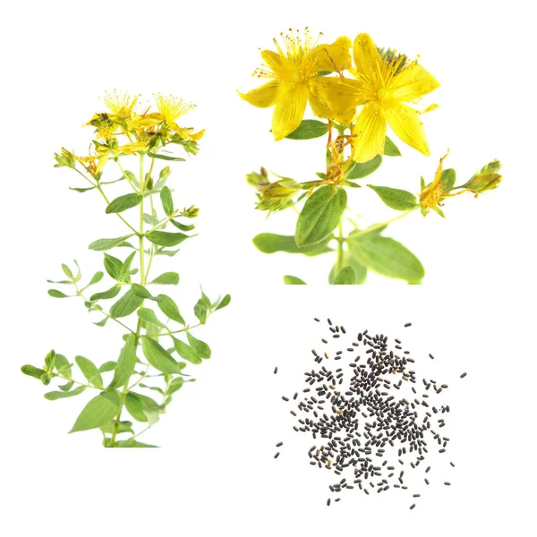 Semillas y flores de hierba de San Pedro (Hypericum tetrapterum) aisladas sobre fondo blanco — Foto de Stock