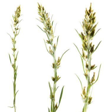 Ahşap cudweed (Gnaphalium sylvaticum) beyaz arka plan üzerinde izole. Tıbbi bitki
