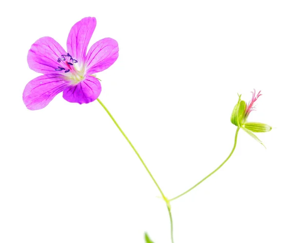 Fleur rose de Marais Cranesbill (Geranium palustre) isolée sur fond blanc — Photo