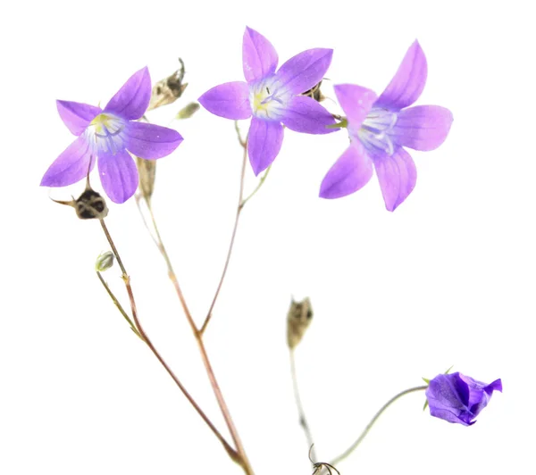Ausbreitende Glockenblume (Campanula patula) isoliert auf weißem Hintergrund. Wiesenblume — Stockfoto
