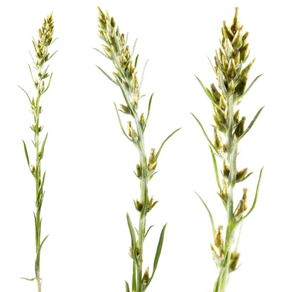 Waldschnecke (gnaphalium sylvaticum) isoliert auf weißem Hintergrund. Heilpflanze — Stockfoto