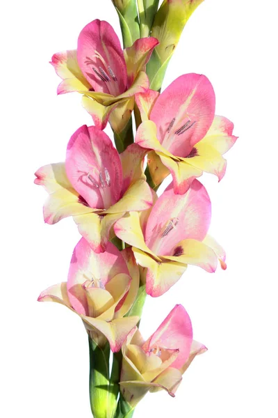 Gladiolo amarillo-rosa aislado sobre fondo blanco —  Fotos de Stock