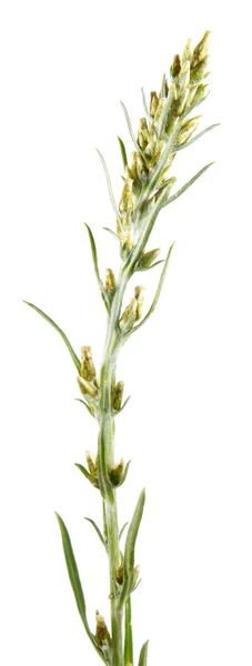 Cacahuete de madera (Gnaphalium sylvaticum) aislado sobre fondo blanco. Planta medicinal — Foto de Stock