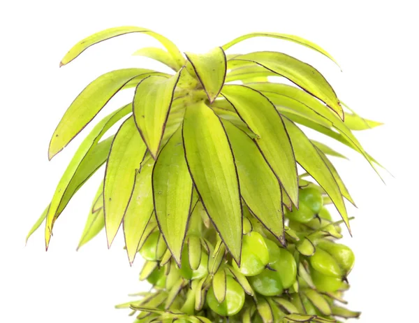 Fiore di giglio d'ananas variegato (Eucomis bicolor) con semi isolati su fondo bianco — Foto Stock